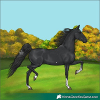 Horse Color:Black Tobiano 