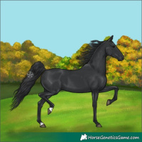 Horse Color:Black 