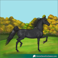 Horse Color:Black 