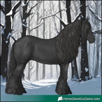 Horse Color:Black 