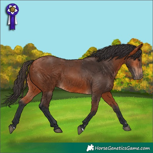 Horse Color:Bay 