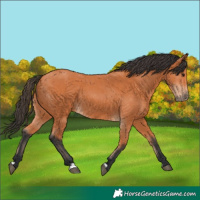 Horse Color:Bay 