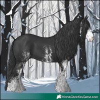 Horse Color:White Spotted Black 