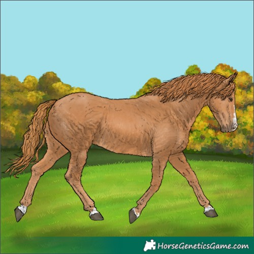 Horse Color:Chestnut 