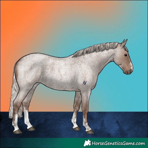 Horse Color:Silver Blue Roan Sabino 