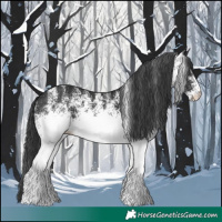 Horse Color:White Spotted Black
