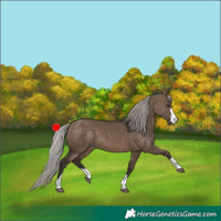 Horse Color:Silver Brown Dun