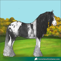 Horse Color:White Spotted Black Splash Tobiano Appaloosa 
