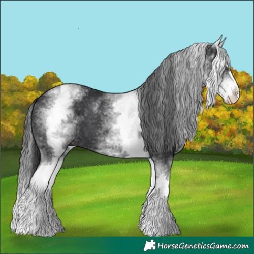 Horse Color:White Spotted Black Splash 