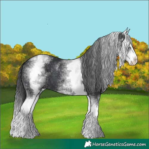 Horse Color:White Spotted Black Splash 