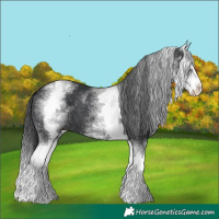 Horse Color:White Spotted Black Splash 