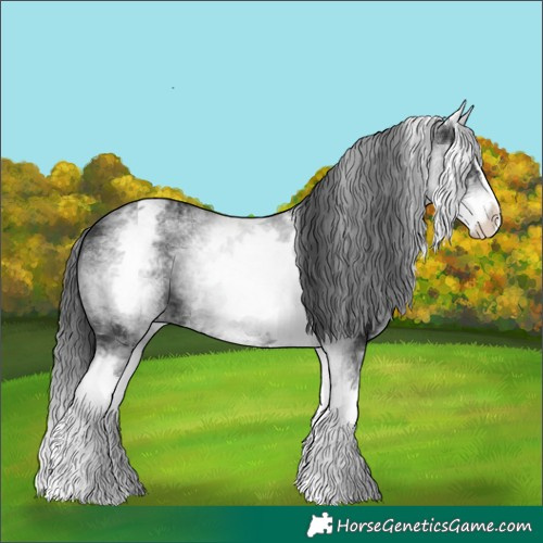 Horse Color:White Spotted Black Splash 
