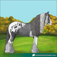 Horse Color:Black Splash Tobiano Appaloosa 