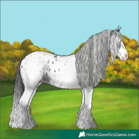 Horse Color:White Spotted Black Splash Appaloosa 