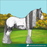 Horse Color:Black Splash Tobiano Appaloosa 