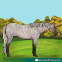 Horse Color:Silver Brown Roan Dun 