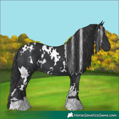 Horse Color:White Spotted Black 