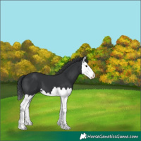 Horse Color:Black Splash 