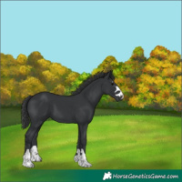 Horse Color:Black 