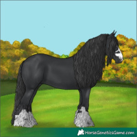 Horse Color:Black 