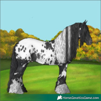Horse Color:White Spotted Black Blanket Rabicano 
