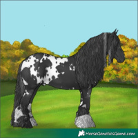 Horse Color:White Spotted Black