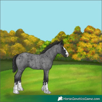 Horse Color:Blue Roan 