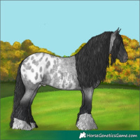 Horse Color:Blue Roan Appaloosa 