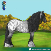 Horse Color:Blue Roan Blanket 