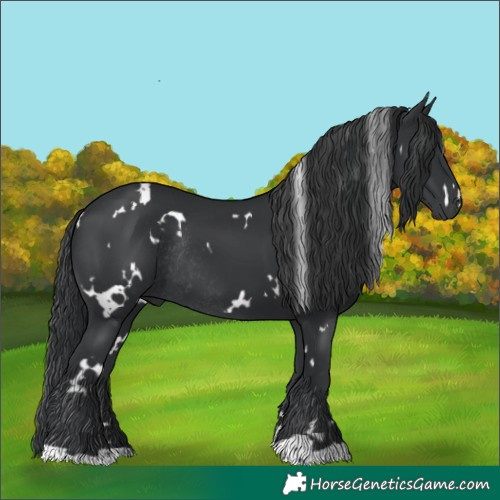 Horse Color:White Spotted Black Rabicano 