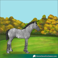 Horse Color:Blue Ice Roan 