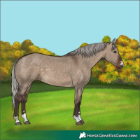 Horse Color:Silver Brown Dun 