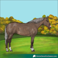 Horse Color:Silver Brown Dun 