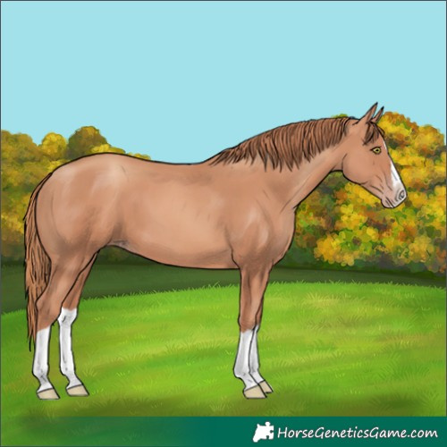 Horse Color:Gold Champagne Splash