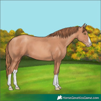 Horse Color:Gold Champagne Splash 