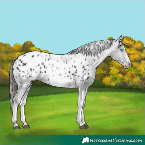 Horse Color:White Spotted Black Splash Tobiano Frame Appaloosa