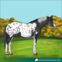 Horse Color:White Spotted Black Splash Tobiano Frame Appaloosa 