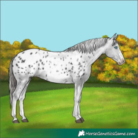 Horse Color:White Spotted Black Splash Tobiano Frame Blanket 