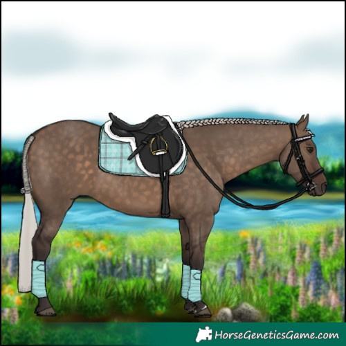 Horse Color:Silver Brown Dun 