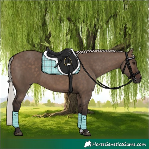 Horse Color:Silver Brown Dun 