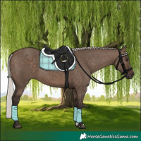 Horse Color:Silver Brown Dun 