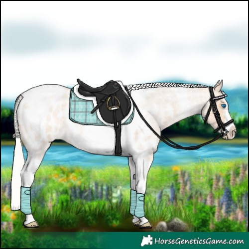 Horse Color:Silver Amber Champagne Roan Dun Splash Tobiano Frame Appaloosa Rabicano