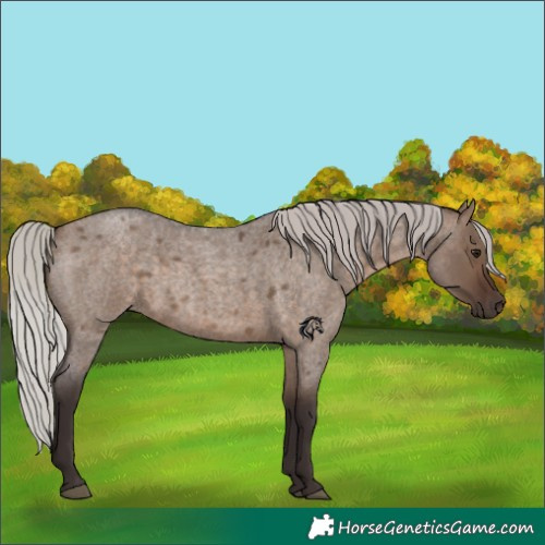Horse Color:Silver Brown Roan Dun 