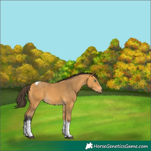 Horse Color:Buckskin Sabino Tobiano Rabicano 