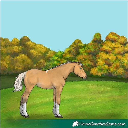 Horse Color:Silver Buckskin Sabino Tobiano Rabicano 