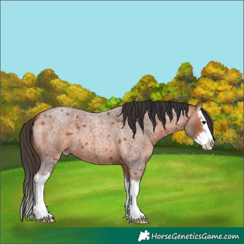 Horse Color:Unknown 