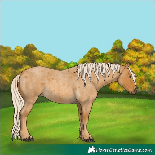 Horse Color:Palomino Roan 