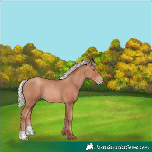 Horse Color:Silver Classic Champagne Rabicano 