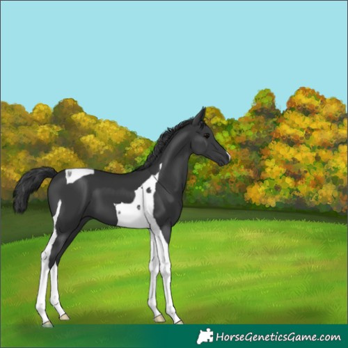 Horse Color:Black Tobiano 