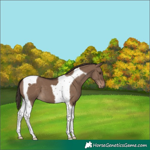 Horse Color:Liver Red Dun Tobiano 